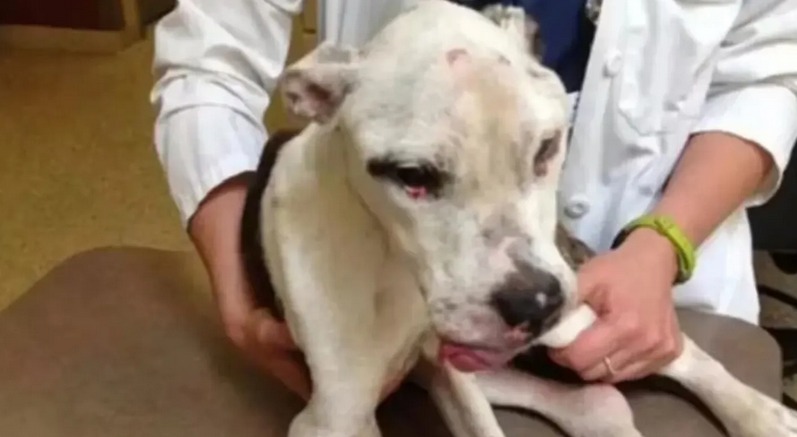 Una mujer maltrató a su perro durante una década, lo rescataron y ahora deberá pagar $40 mil a una veterinaria