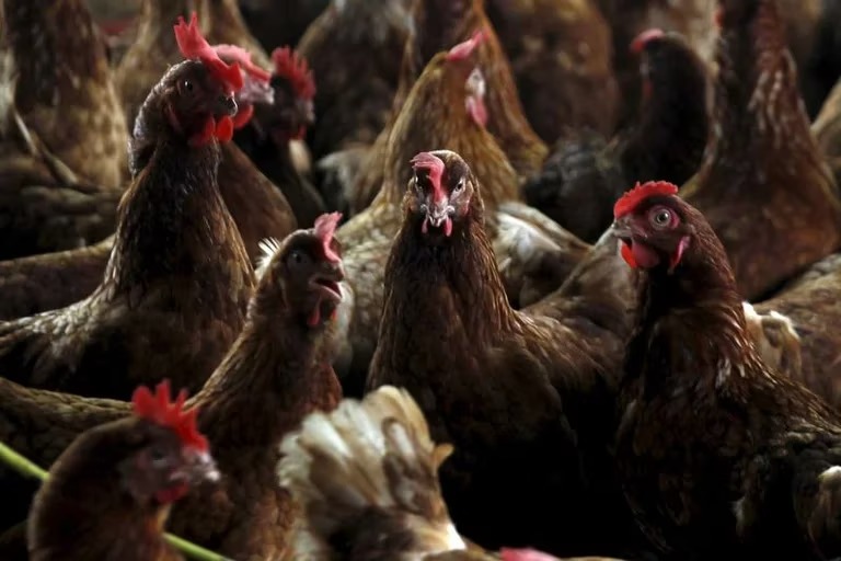 Gripe aviar: suman 26 los casos detectados en 8 provincias