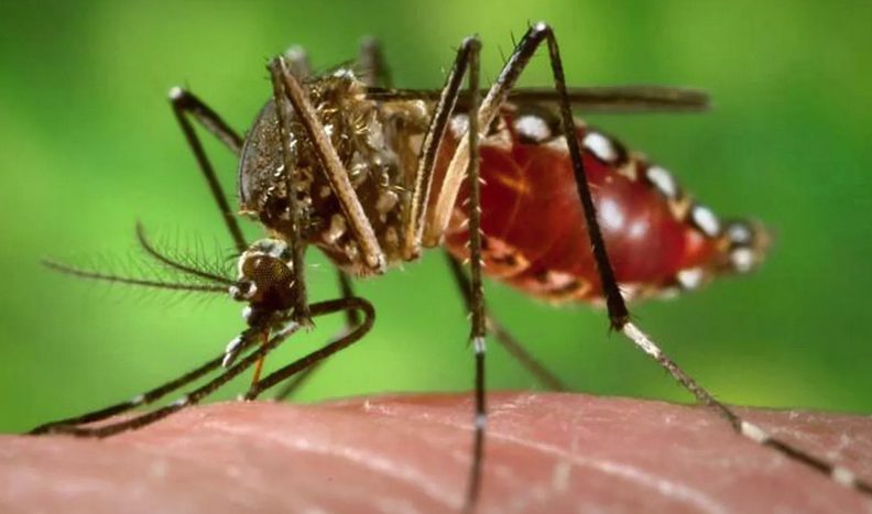 Dengue: Argentina ya registró más de 28 mil casos en lo que va de 2023