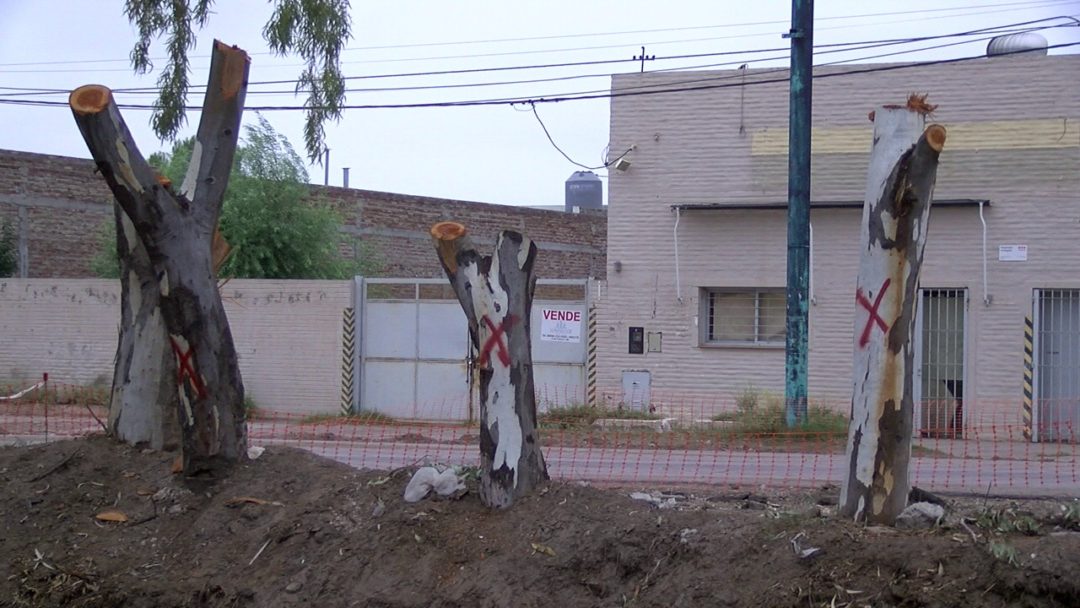 Polémica por la tala de árboles de la avenida 14 de julio: el Municipio explicó el motivo