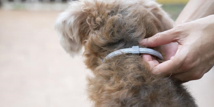 Diseñan el primer collar para perros que los protege de parásitos externos e internos