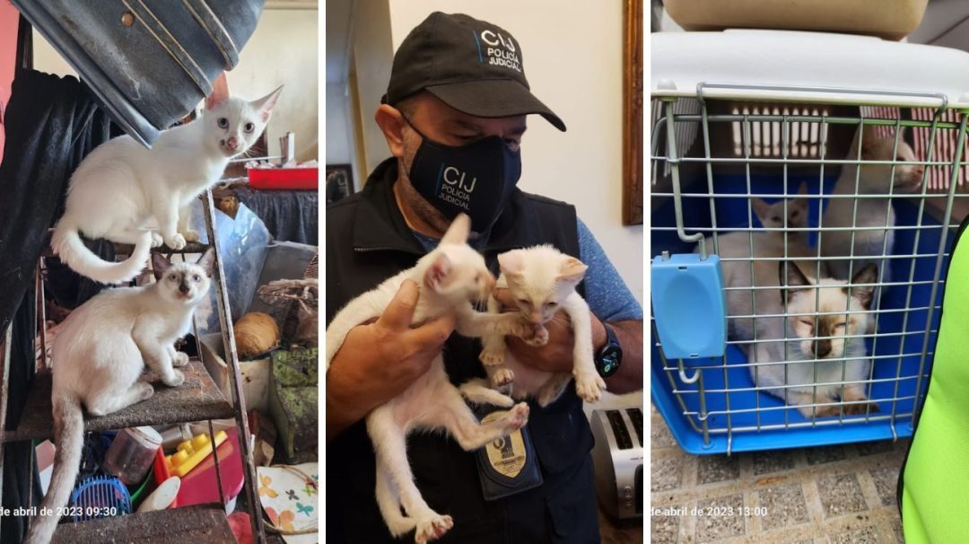 Horror en Villa Crespo: una mujer acumulaba gatos, los metía en el freezer y los cocinaba en guisos