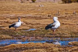 Se dio un caso de gripe aviar en Bahía Blanca