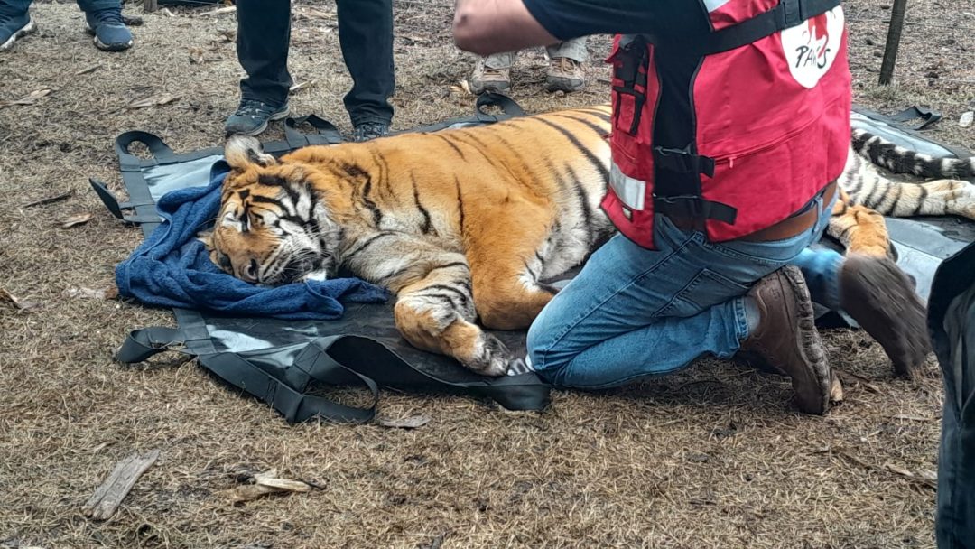 Rescataron dos tigres de bengala que estaban en un campo de Balcarce y los trasladarán Jordania