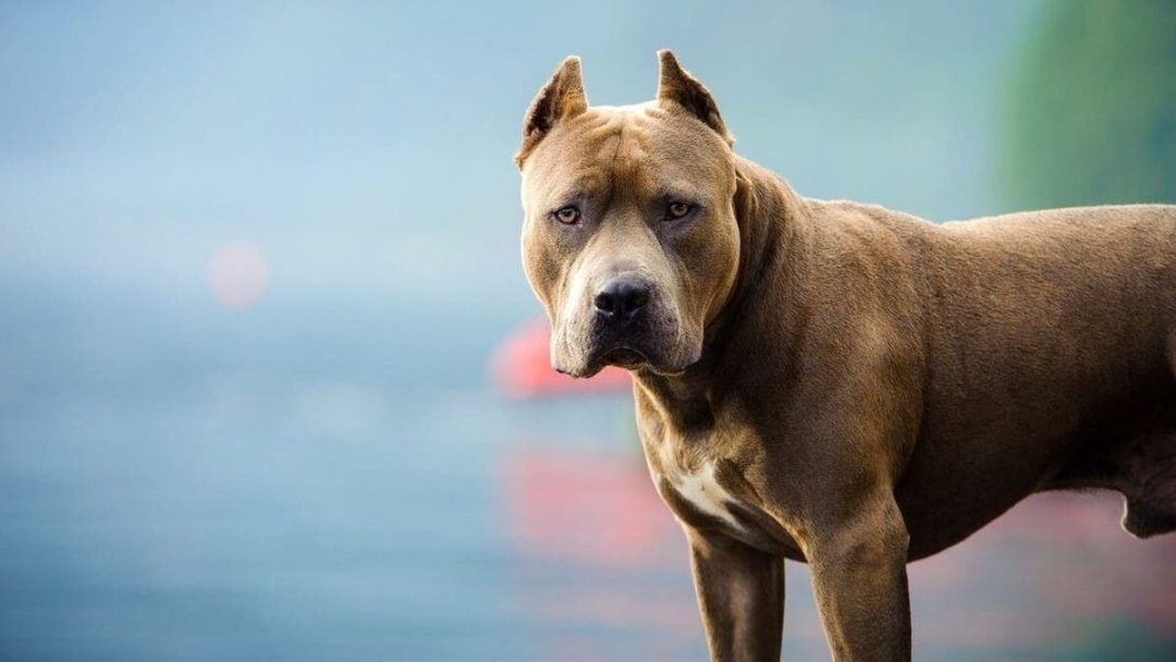 Habló la dueña del pitbull que atacó a varios vecinos