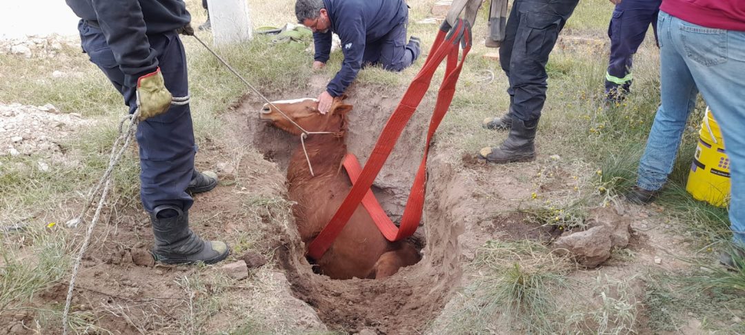 Rescatan a un caballo caído en un pozo