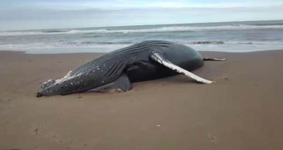 Encontraron una ballena muerta en Balneario Reta
