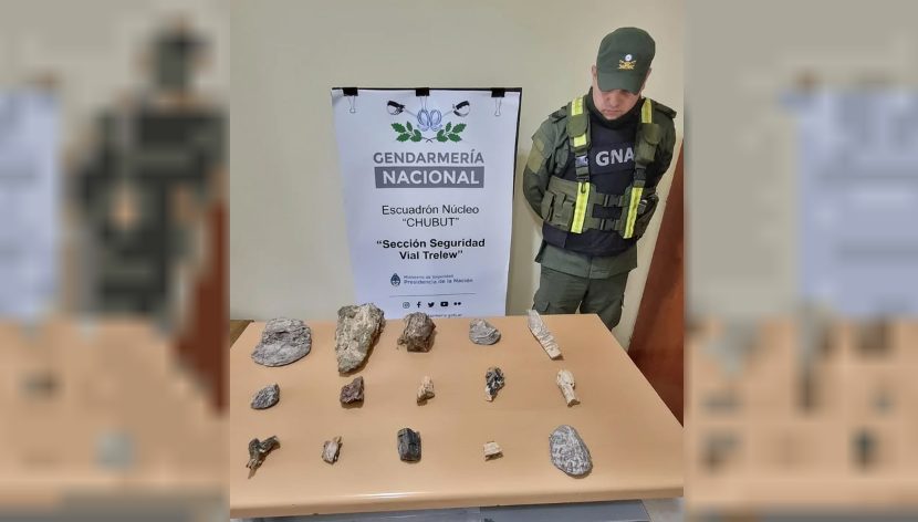 Secuestraron restos fósiles que eran trasladados ilegalmente a Bahía Blanca