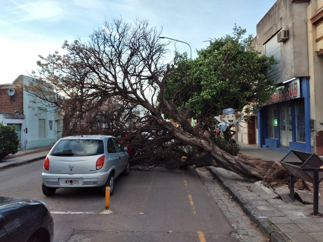 El viento “hizo de las suyas” en nuestro medio