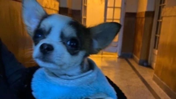 Una pareja se peleó a las piñas por la tenencia del perro. Terminaron detenidos