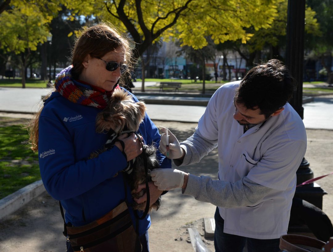 Campañas de vacunación antirrábica