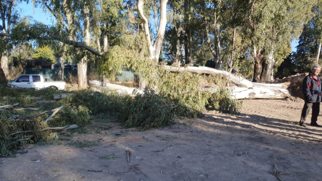 Vecinos del barrio Patagonia piden explicaciones al municipio por la intervención en el arbolado de calle Calquín