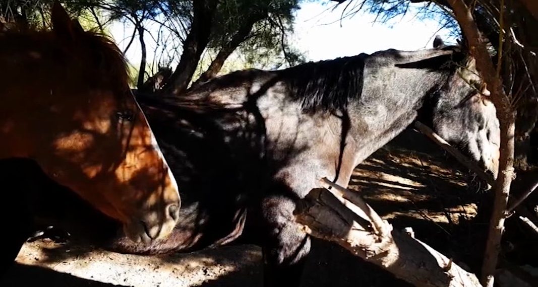 Pidieron el desalojo del Centro Equino Nelquihue