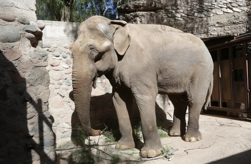 Mendoza prepara el traslado de Tamy, el último elefante cautivo en Argentina
