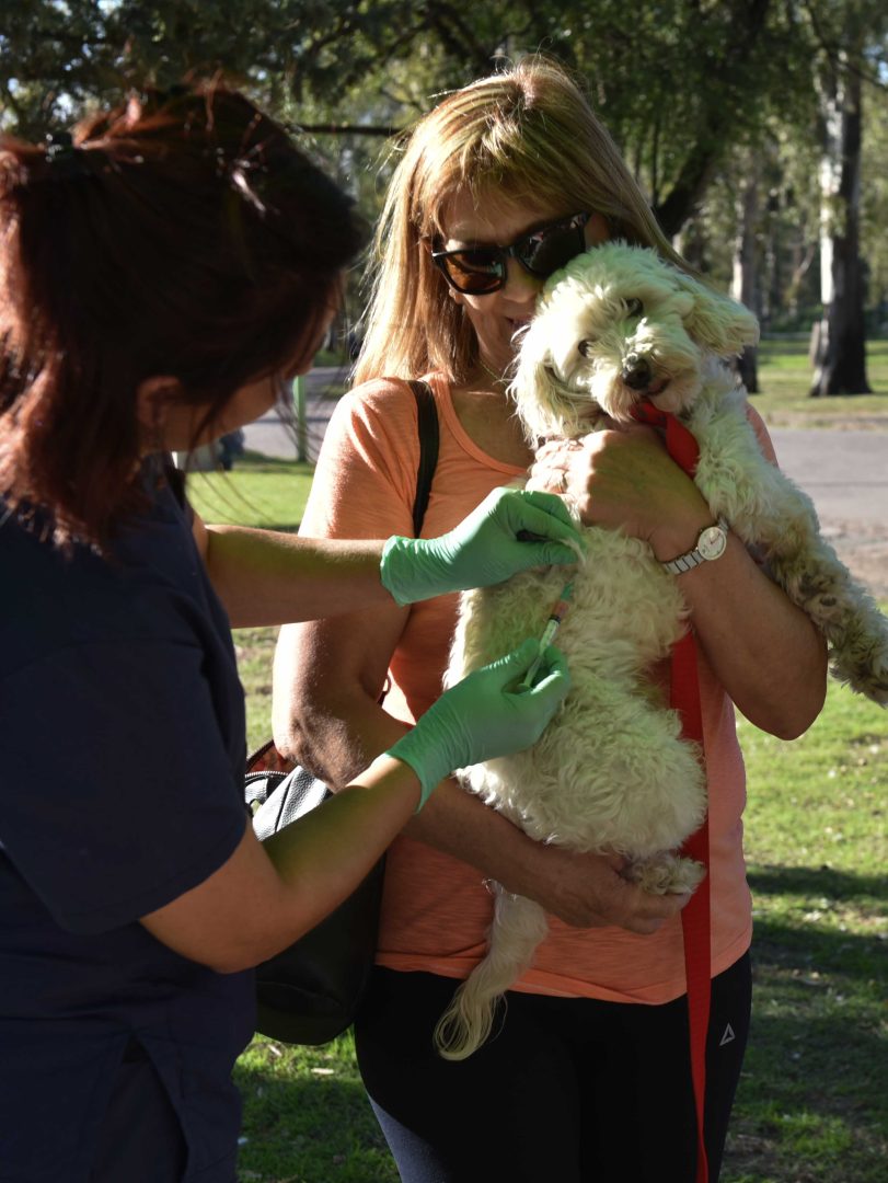 Próximas fechas de la vacunación antirrábica de perros y gatos