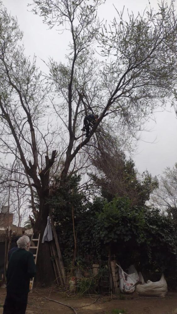 Rescatan a un hombre que se desmayó mientras podaba un árbol