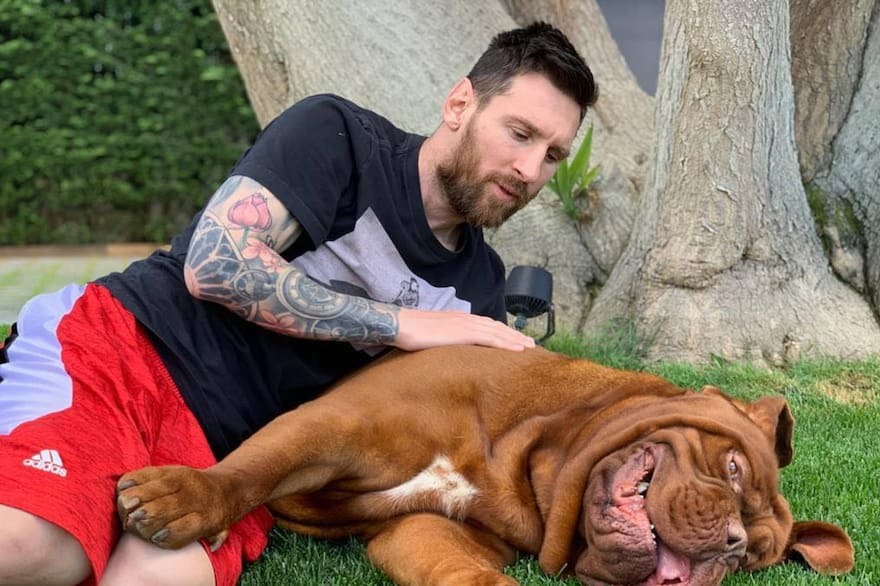 Día Mundial de los Animales: cuáles son las 10 mascotas más famosas de los argentinos
