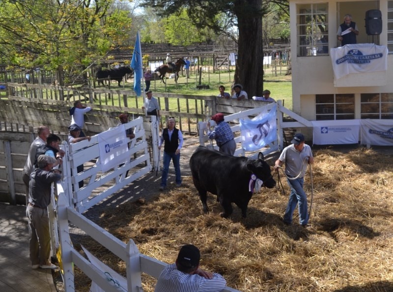 Este fin de semana llega la 77º Exposición Rural de Coronel Pringles