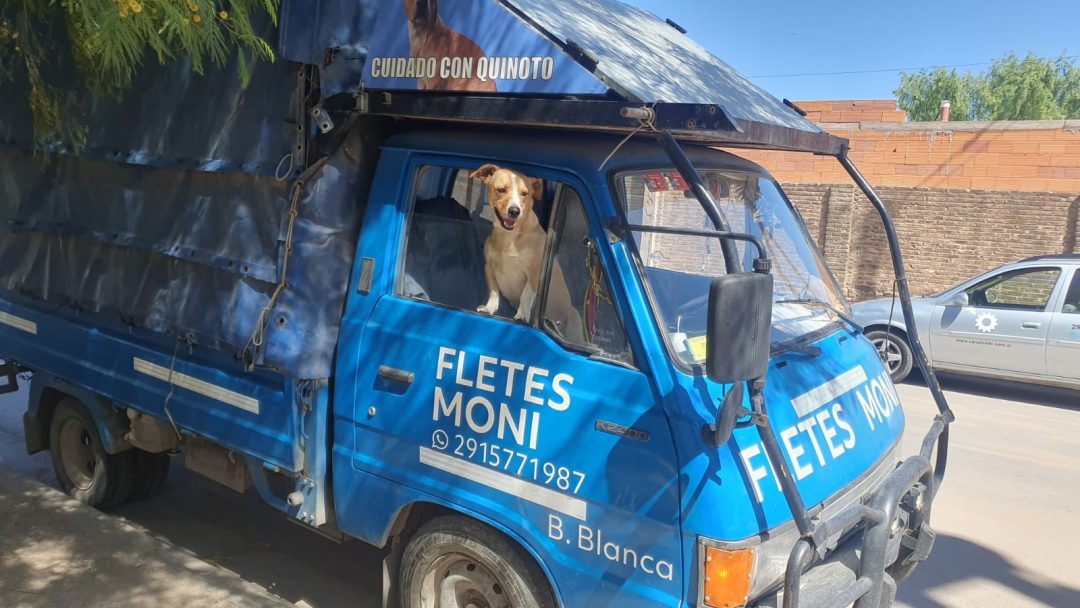 “No dejo mi compañero por nada”: la historia de Quinoto que se hizo viral