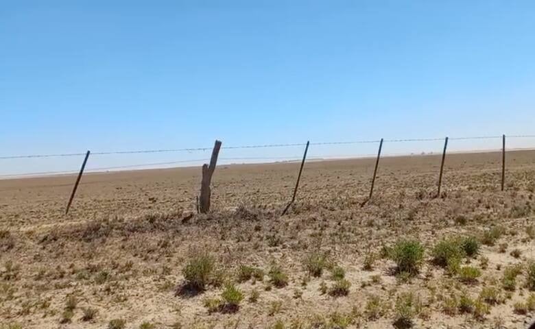 La sequía en Villalonga: campos arrasados y animales muertos