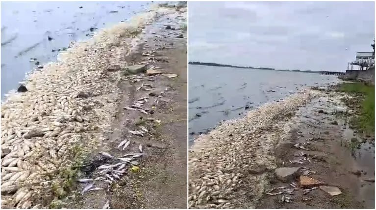 Aparecieron miles de peces muertos en Chascomus y los vecinos piden que los saquen: “El olor es nauseabundo”