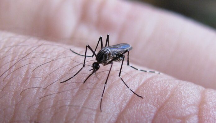 Se reportaron 9 casos de dengue en Bahía