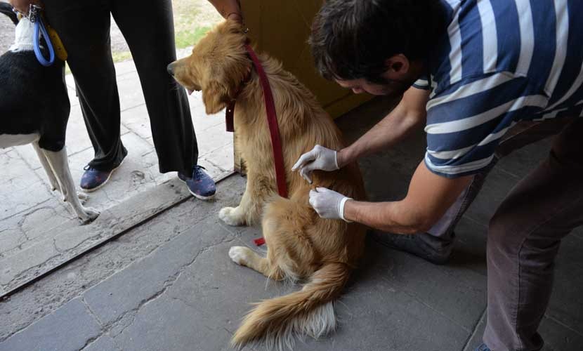Vacunación antirrábica de caninos y felinos