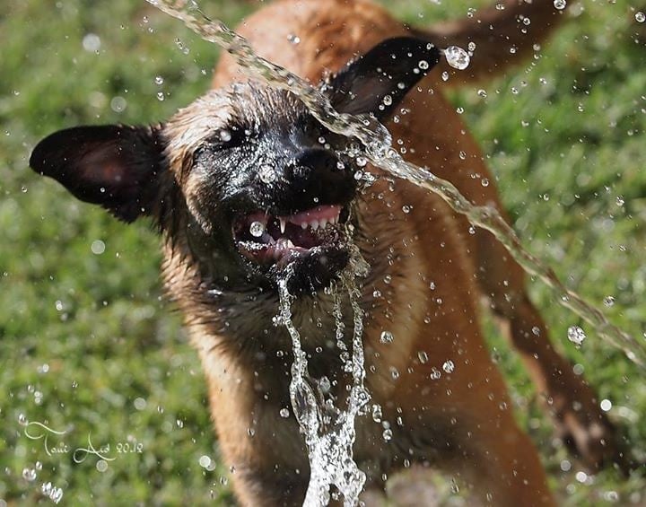 Cómo cuidar a los perros en la playa: 7 recomendaciones para tener en cuenta