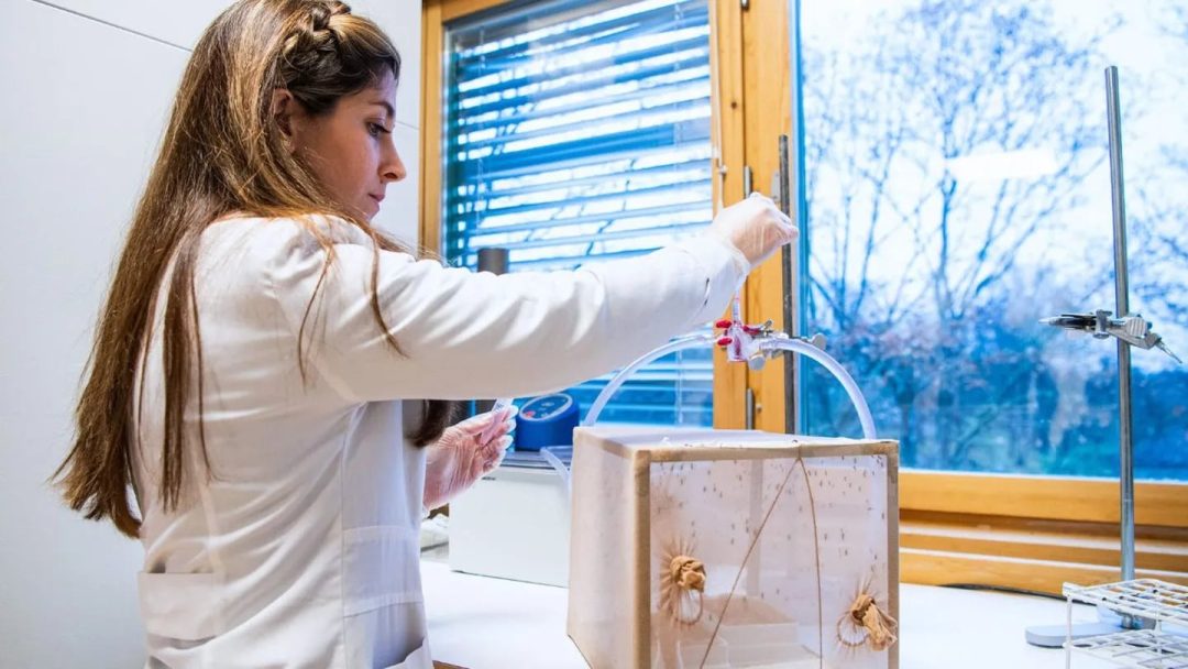 Aerosol, gel o crema: la efectividad de los repelentes contra los mosquitos