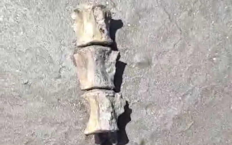Hallazgo de restos fósiles en Monte Hermoso