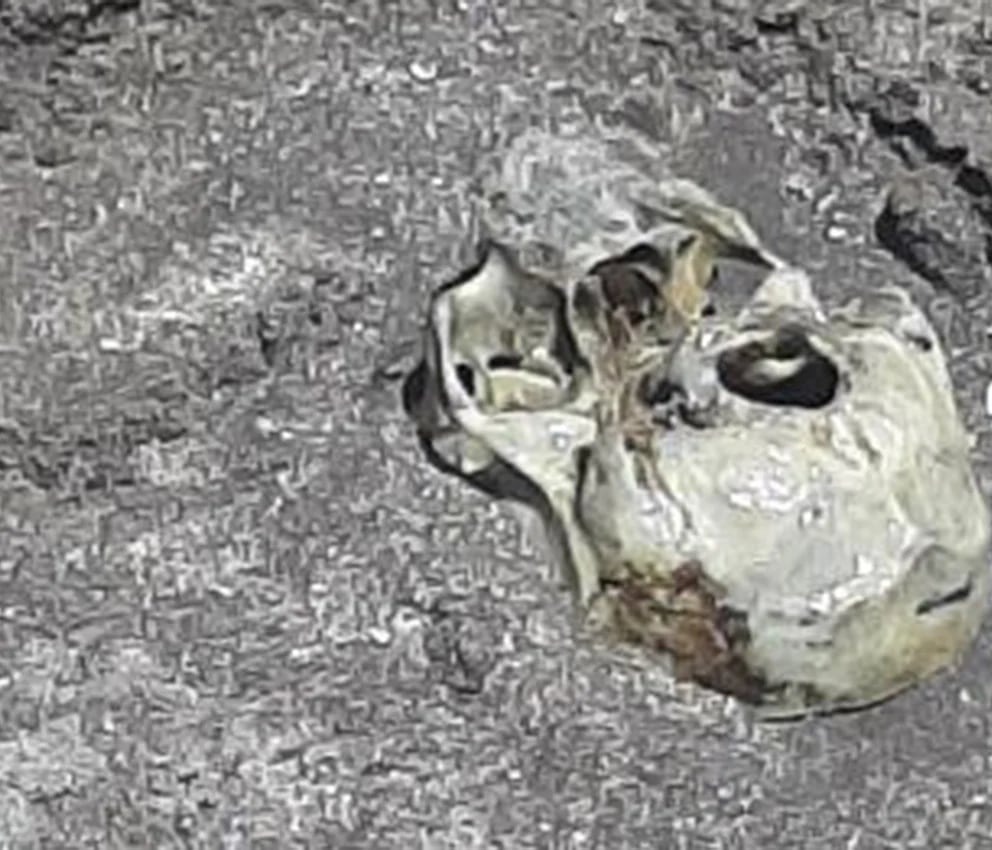 Hallaron un cráneo humano enterrado en una de las playas de Mar del Plata