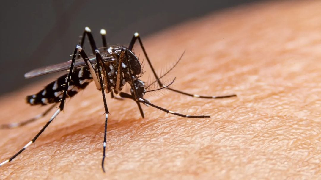 Dengue: campaña de prevención en Cerri