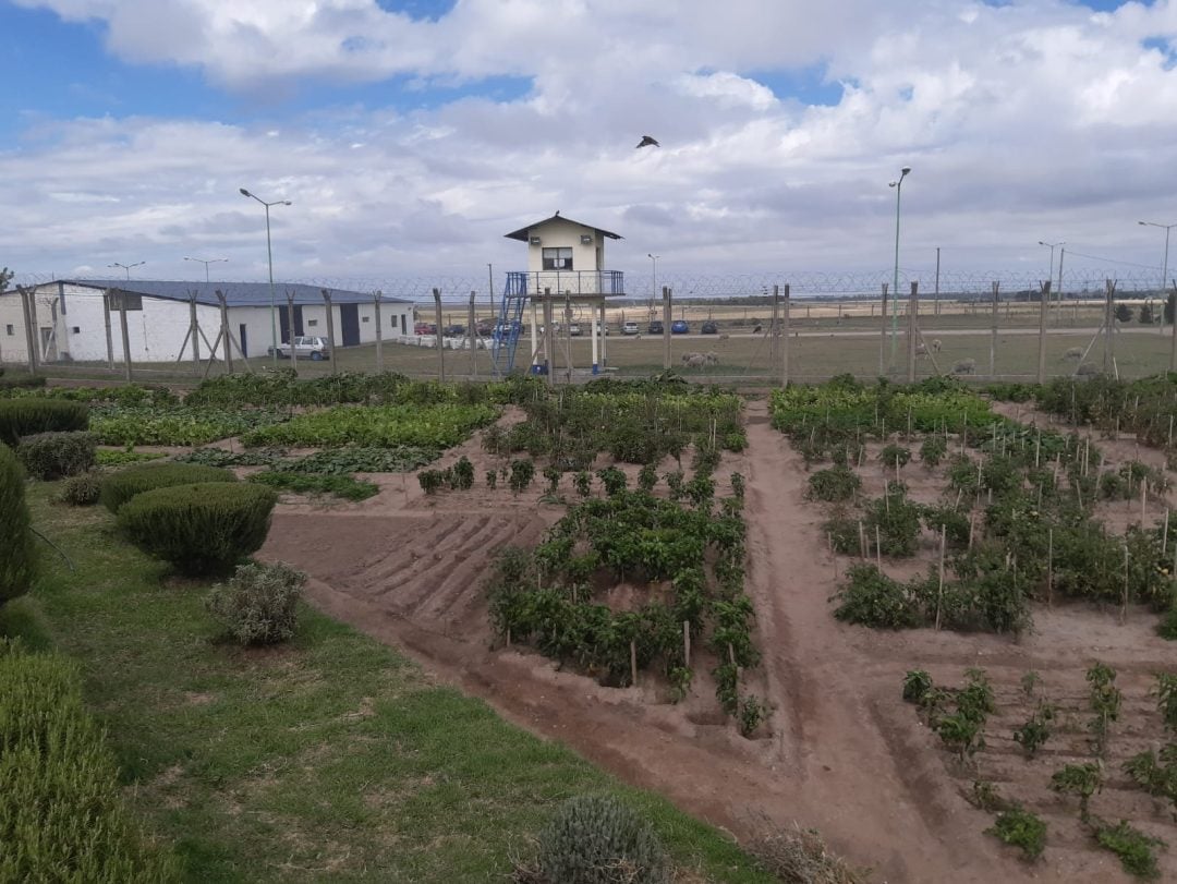 6000 kilos de verdura mensuales se producen en la cárcel de Saavedra