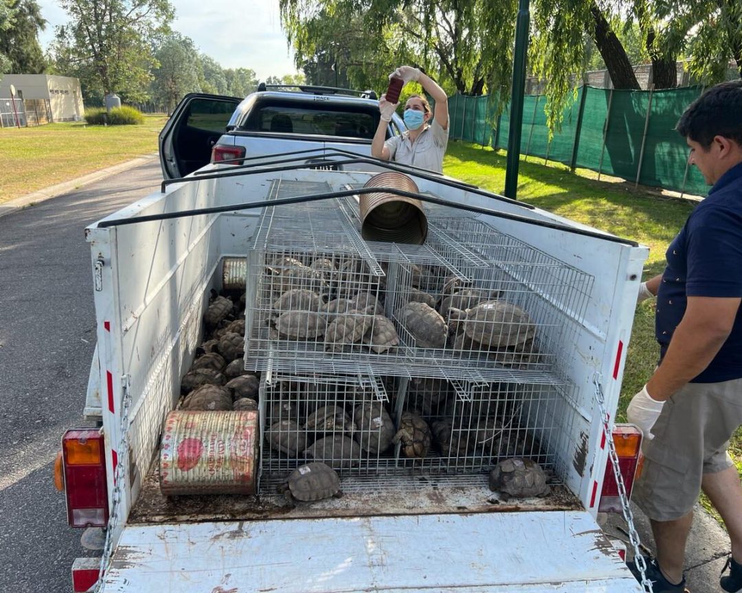 Trasladaron a Temaikén a 178 tortugas que se encontraban en mal estado en el patio de una casa
