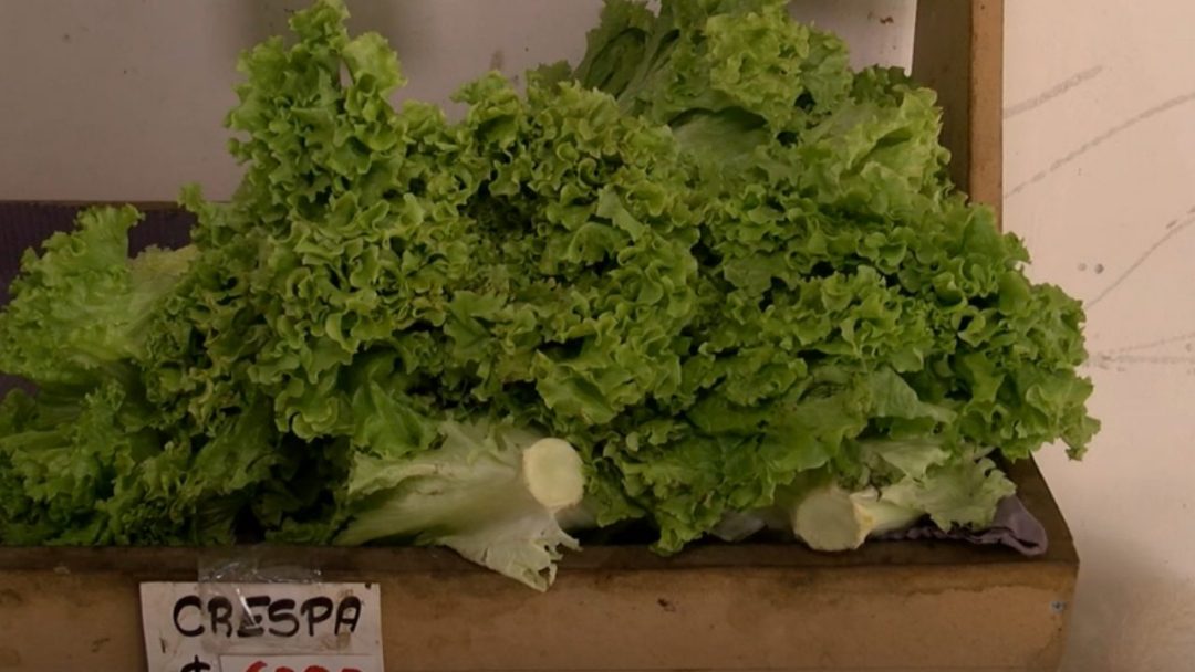 Más cara la ensalada que el asado: fuerte aumento del precio de la lechuga