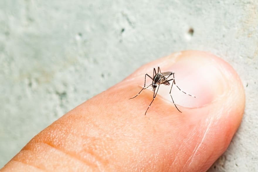 Dengue: se registran más de 180.000 casos, de los cuales el 90% son de 2024