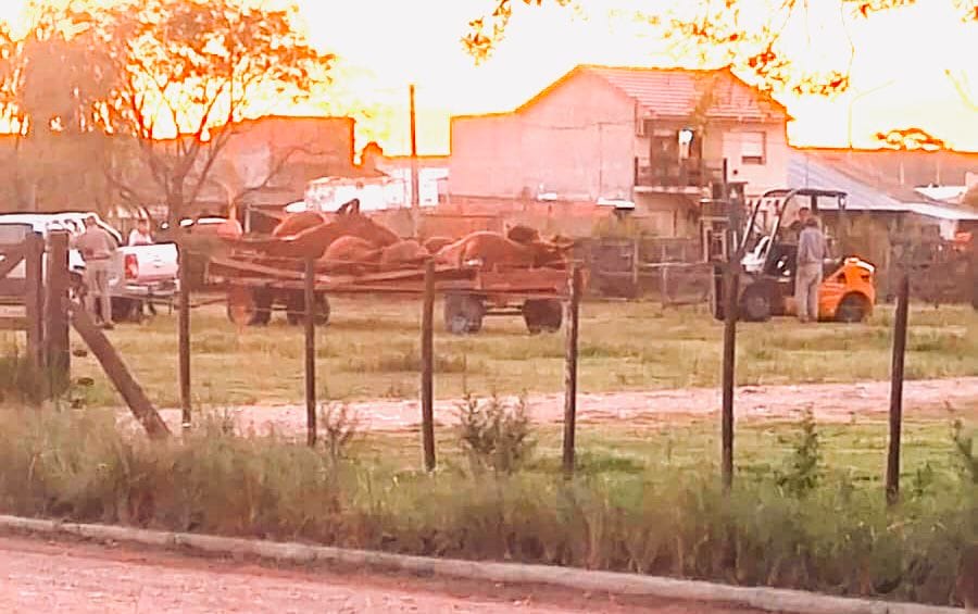 Encontraron muertas 15 vacas preñadas en la Rural de Tres Arroyos