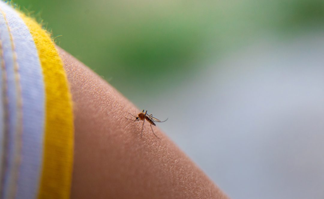 Brote de dengue en Argentina: hay poco stock de repelentes en la ciudad