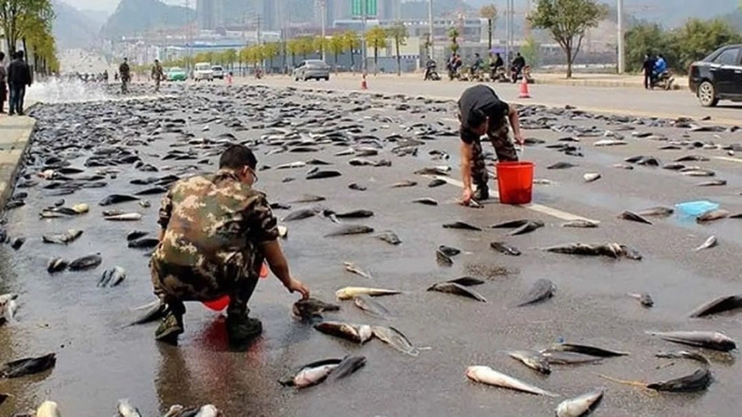 Una “lluvia” de peces sorprendió a los habitantes de una ciudad de Irán