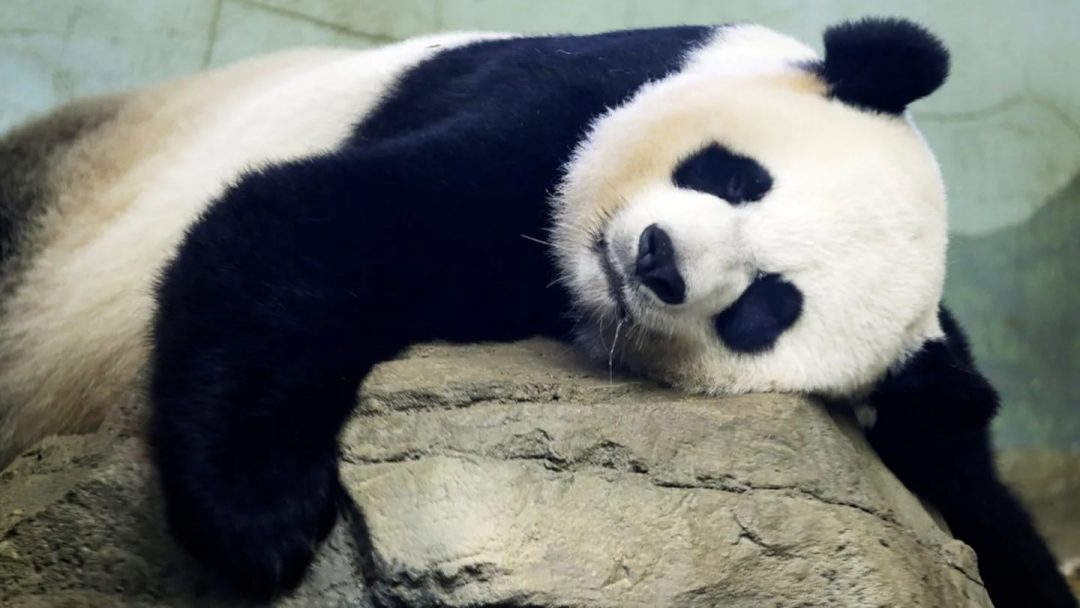Denuncian que un zoológico tiñó a perros para hacerlos pasar por osos panda: “Es para aumentar la diversión”