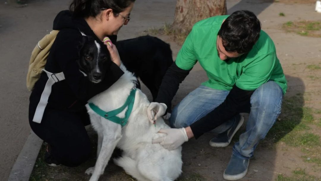 Vacunación antirrábica y móviles de castración – semana del 24 al 28 de junio