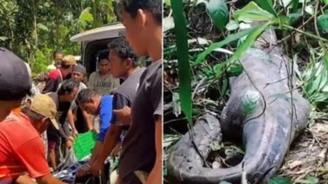 Una mujer murió atacada por una pitón en Indonesia: el análisis de los expertos de la National Geographic