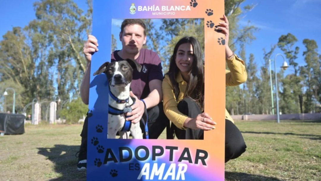 “AdoptAME” – perros y gatos en situación de calle buscan una familia