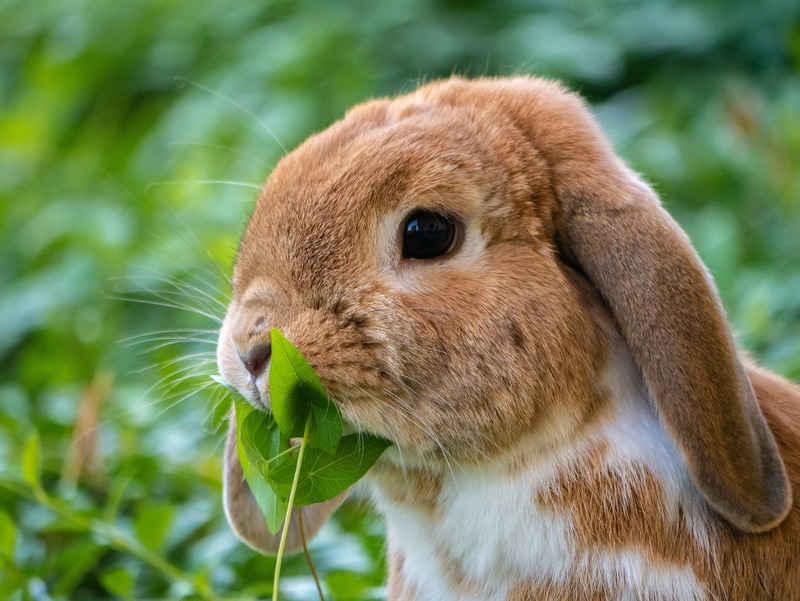 El Gobierno autorizó la importación de conejos para animales de compañía