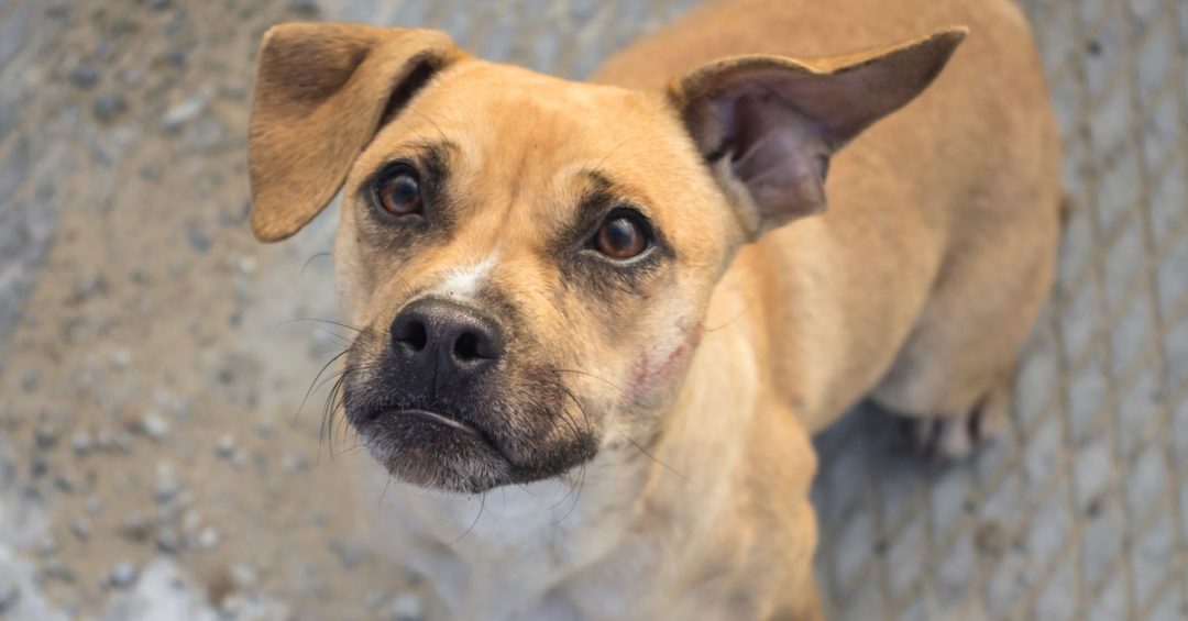 El cuidado de las mascotas: qué hay que saber para salir de casa