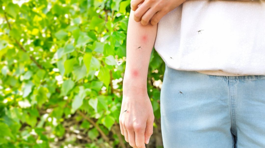 Estas son las 5 plantas que atraen mosquitos y no deberías tener en tu casa
