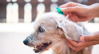 Cronograma de atención veterinaria municipal en la primera semana de junio