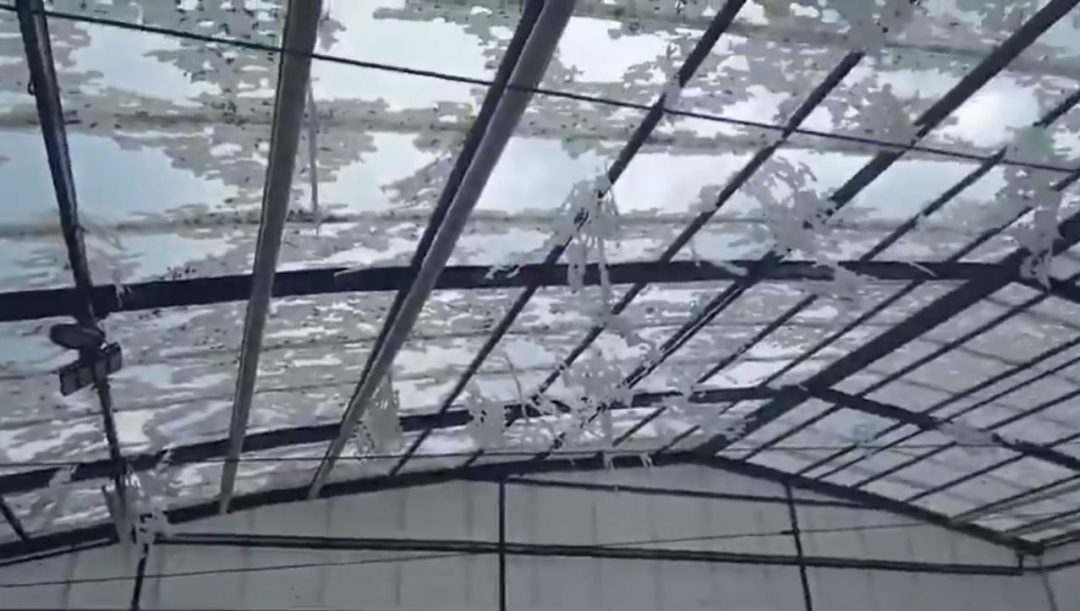 Temporal en Bahía Blanca: daños y algunos heridos leves tras la tormenta de granizo y viento intenso