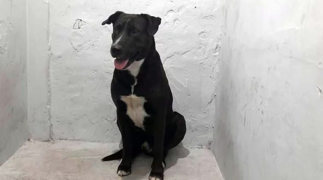 El espeluznante descargo de la mujer que fue descubierta mientras abusaba de su perro en Mar del Plata