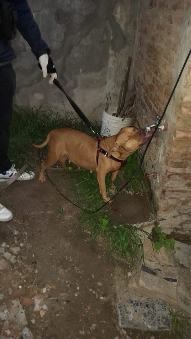 La policía allanó una casa y rescató una perra Pitbull que era víctima de maltrato